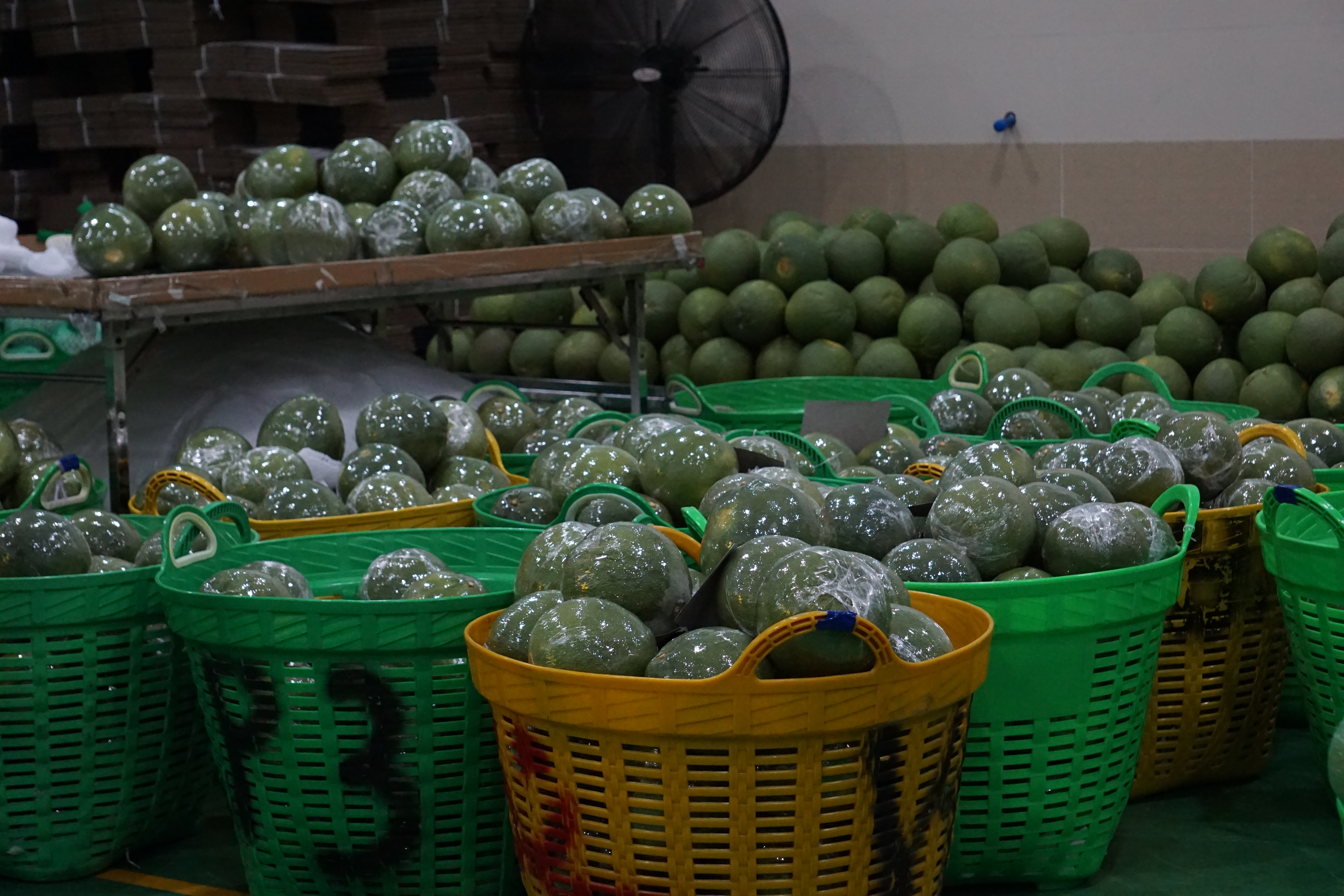 Pink Lady Pomelo