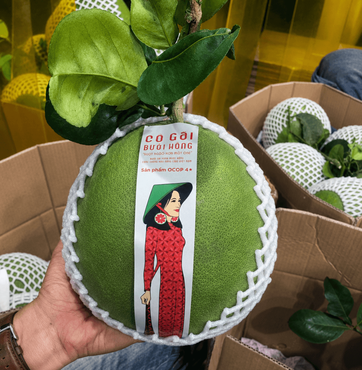 Pink Lady Pomelo